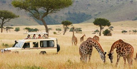 African Safari Review 2024