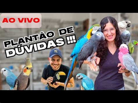 Animais De Estimacao Vivo Poker Run