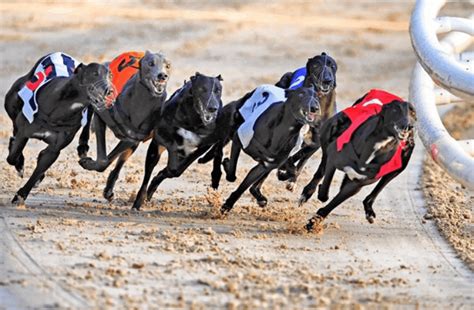 Corridas De Galgos Jogo