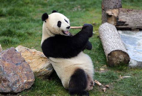 Fat Panda Sportingbet