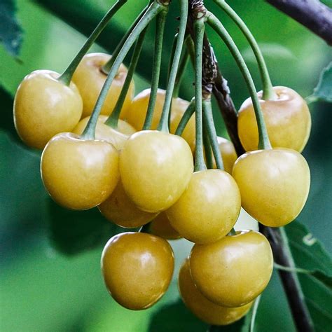 Gold Cherry Novibet