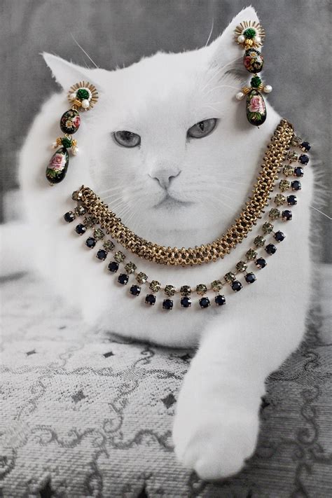 Jewelry Cats Bet365