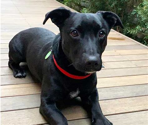 Labrador Preto De Jack Russell Mix