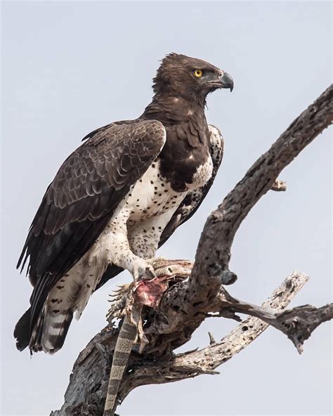 Martial Eagle Brabet