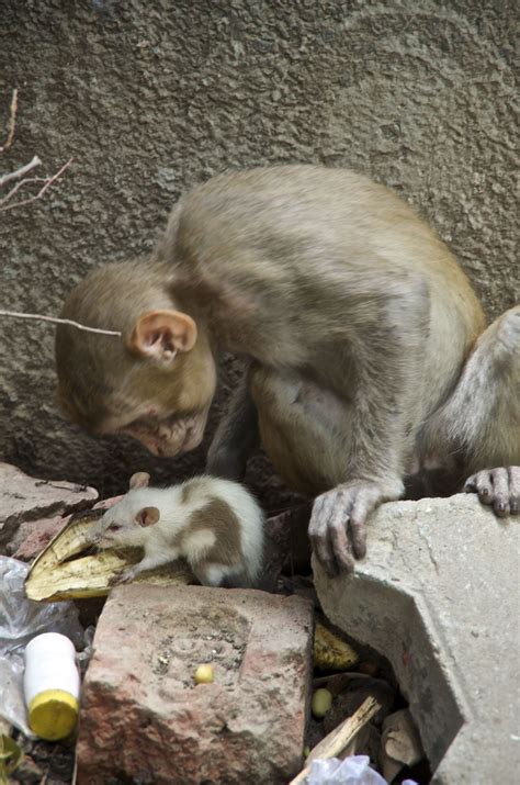Monkey And Rat Sportingbet
