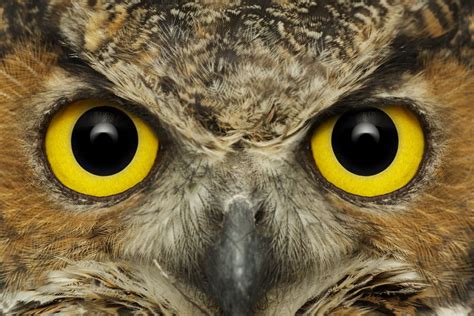 Owl Eyes Pokerstars