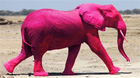 Pink Elephants Betfair