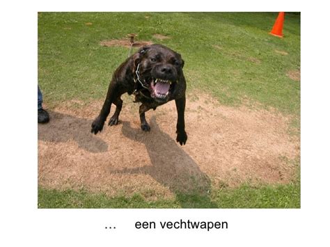 Pitbull Kaken Op De Fenda