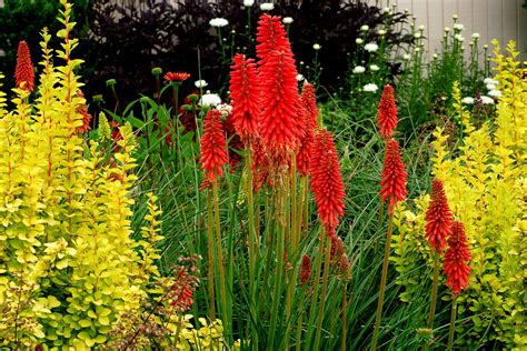 Red Hot Poker Condicoes De Crescimento