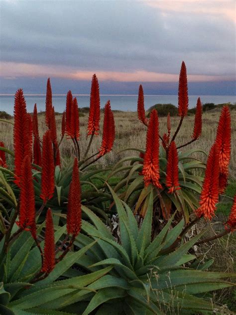 Red Hot Poker Tempo De Floracao