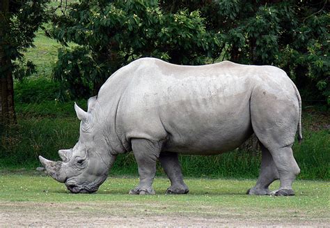 Rinoceronte Branco Slots Livres
