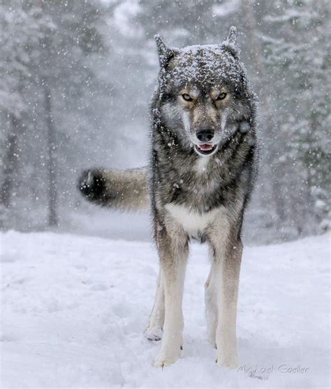Siberian Wolf Bodog