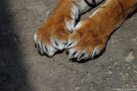 Tiger Claw Betsul