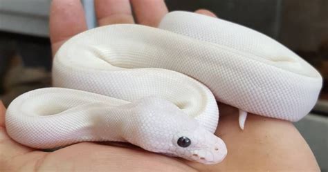 White Python Betway