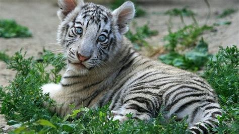 White Tiger Brabet