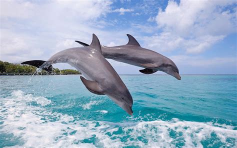 Wild Dolphins Brabet
